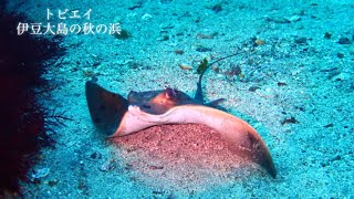 トビエイ|伊豆大島の秋の浜