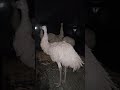 Got 4 adult white emus