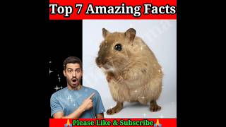 top 7 amazing facts|facts in hindi| #shorts #youtubeshorts #viral @MRINDIANHACKER