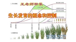 王老师种菜：植物生长发育的概念和控制