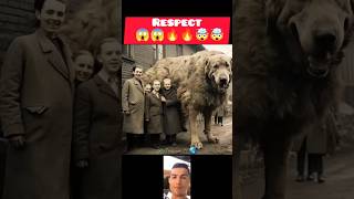 recpect old amazing dog 😱🤯👍🔥💥|#reaction #respect #viral #reels #share #shortsfeed #cristianoronaldo