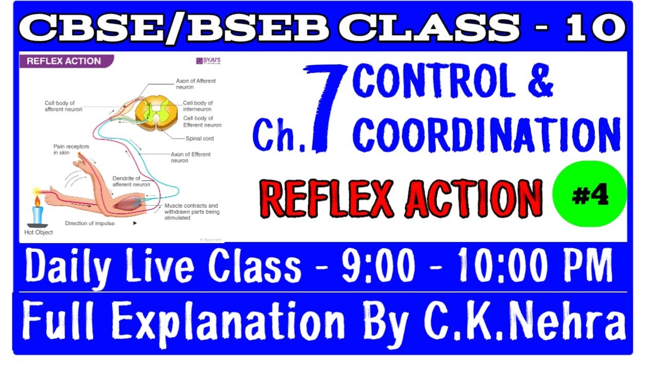 CLASS - 10 BIOLOGY | REFLEX ACTION | CONTROL AND COORDINATION - YouTube