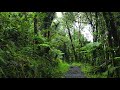 Relaxing Sounds of El Yunque National Forest (Puerto Rico) - New Version! High Quality 10 Hour Audio