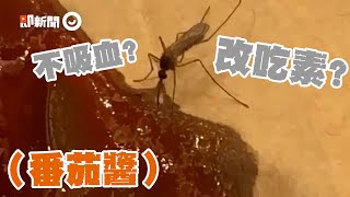 蚊子停桌上狂吸番茄醬　「改吃素畫面」網笑翻｜昆蟲｜血液｜動物｜精選影片