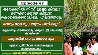 WONDERCARDAMOM/ഏലത്തിൻ വേരുകളുടെ അത്ഭുതം- കൊടൈക്കിനാലിലെ എസ്റ്റേറ്റ്- കൊടൈക്കിനാൽ ആവേശകരമായ സൗന്ദര്യം