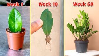 Successful Ways to  Propagate Houseplant with Updates! - Zamioculcas zamiifolia// ZZ Plant