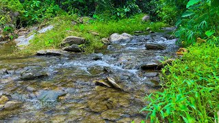 Fantastic Forest Melody, Water Flowing Sounds - Best Noise for Sleep and Rest