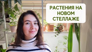 Новый СТЕЛЛАЖ / обзор РАСТЕНИЙ после перестановки