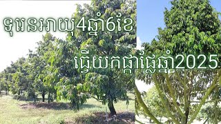 ទុរេនអាយុ4ឆ្នាំ 6ខែ ធ្វើយកផ្កាផ្លែឆ្នាំ2025