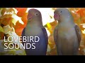 Lovebirds Chirping: Lovebird Blue and Moccha | Part 1 - October 2024 | White-head Lovebird