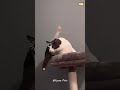 his face 🤣🤣🐱 funnycats funnyanimals petvideos cat catsoftiktok fyp usa