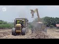 harvesting millions of tons of sugarcane to make raw and refined sugar