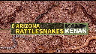 6 Venomous Rattlesnakes of Arizona