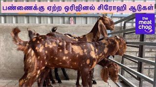 TMC Goat Farms - பண்ணைக்கு ஏற்ற ஒரிஜினல் சிரோஹி ஆடுகள்