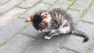 The Blind Stray Kitten Lowered Its Head in Silence, Not Knowing Who To Ask For Help