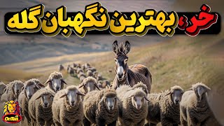 خرها در گذر تاریخ، آیا خر ها از هزاران سال سختی و مشقت رهایی پیدا کرده اند