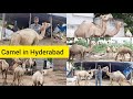 CAMEL IN HYDERABAD | CAMEL MILK | ONTH KA DOODH IN HYDERABAD TELANGANA INDIA