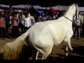 malegaon horse fair dancing horse