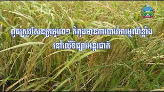 ពូជស្រូវសែនក្រអូប ០១ កំពុងមានការចាប់អារម្មណ៍ខ្លាំងលើទីផ្សារអន្តរជាតិ