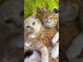 いつも話が尽きないthere is always something more to talk about cutestcouple of cat 癒される猫カップル会話家族瞬間 cat family