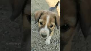 Dog Digging #dog #dogs #shorts #short #animals #shortvideo #youtubeshorts