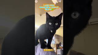 肩乗りネコ『あめでお』#保護猫 #里親募集中 #黒猫 #肩乗り猫 #膝乗り猫 #子猫 #甘えん坊猫