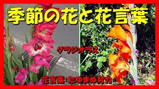 セイチャンネル　季節の花と花言葉、グラジオラス　ミニ知識と話題