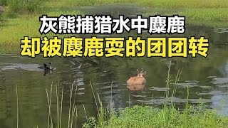 灰熊捕猎水中麋鹿，却被麋鹿唱了一出空城计，还被耍的团团转