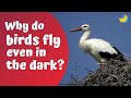 Why do birds fly even in the dark?🦉| Curious Questions