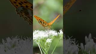 【昆虫】ミドリヒョウモン　大鹿村　OMSYSTEM OMDS OM-1【insect】 #butterfly #nature #insects #shorts