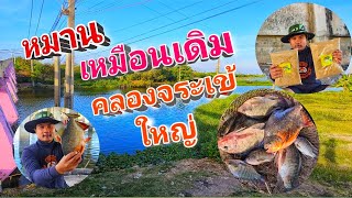 ตกปลาธรรมชาติคลองศีรษะจรเข้ใหญ่มีปลาหลงมาตัวใหญ่มาก