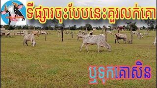 ទីផ្សារចុះបែបនេះគួរលក់គោឬទុកសិន