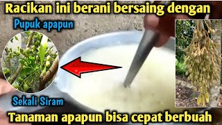 Harusnya Dari dulu petani tau Cara ini !! Racikan Perangsang Aktif paling Ampuh