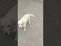 adorable dog melts hearts in 15 seconds 🐾 cutedogs