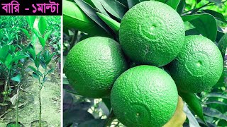 টবেই হবে বারি-১ মাল্টা (Bari-1 Malta Farming)  Contact - 9153264042.