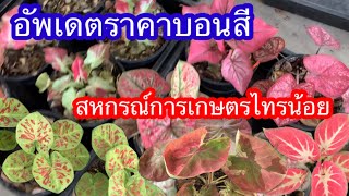 อัพเดตราคาบอนสี อ.ไทรน้อย เดือน พ.ค 66