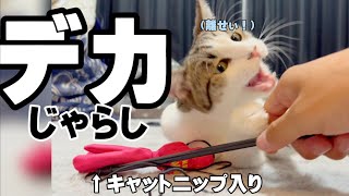 【KONG】キャットニップ入りの猫じゃらしで遊んでみると（160日目）