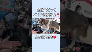 野良犬がバイクに乗りたがる訳とは…⁉️#野良犬 #保護活動 #shorts