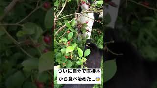 【甲斐犬】楓と【元野良】麦のはまっているもの#shorts