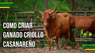 Como Criar/How to Breed Ganado Criollo Casanareño ENG SUB- TvAgro por Juan Gonzalo Angel