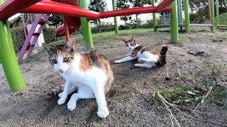 捨てられた猫姉妹が公園内を探検する