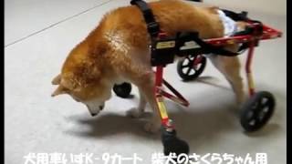 犬用車いす柴犬のさくらちゃん20170311