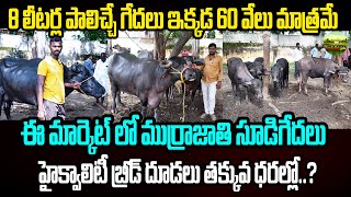 ఈ మార్కెట్ లో సూడి గేదల ధరలు | Erragadda Buffalo Market | Kiran TV Rythu |