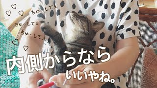 甘えん坊のキジトラ猫「内側からならいいやね。」