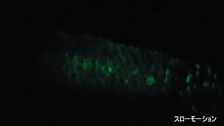 ウミサボテンの発光（Bioluminescence） 220408(2143)