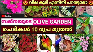 ചെടികൾ 10 രൂപ മുതൽ | സജ്‌നയുടെ Olive Garden | Plants for sale | Location Map Attached in Description