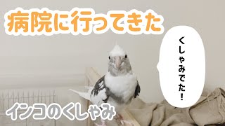 バードクリニックに行ってきたオカメインコ