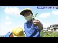 加賀市で子どもたちが新茶の摘み取り 2021.5.28放送