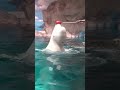 オモチャと一緒に回るよ🌺★ベルーガ（シロイルカ）★ beluga whale shorts