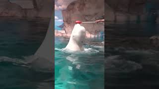 オモチャと一緒に回るよ🌺★ベルーガ（シロイルカ）★  Beluga whale #shorts